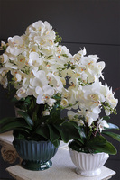 Green Embassy, nowoczesny storczyk w zielonym pucharze