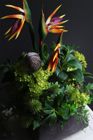 egzotyczna kompozycja w srebrnej donicy, Strelicja Central Park