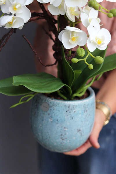 Turkusia 2, gumowy storczyk w ozdobnej donicy