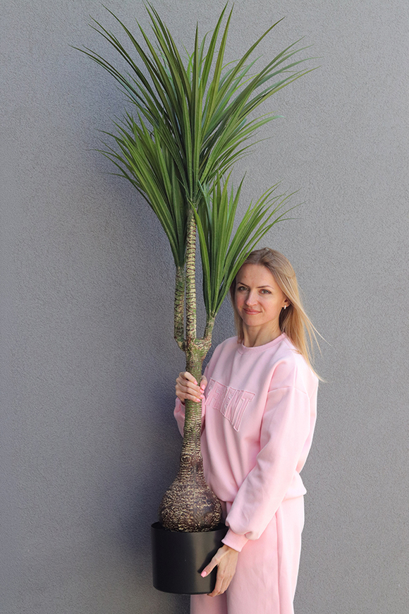 Dracena, wysokiej jakości sztuczna roślina