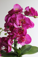 Fuksja Grimana, gumowy storczyk w naczyniu