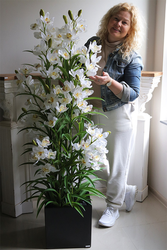 Ambasador Fiberglass Cymbydium, efektowny storczyk w czarnej donicy