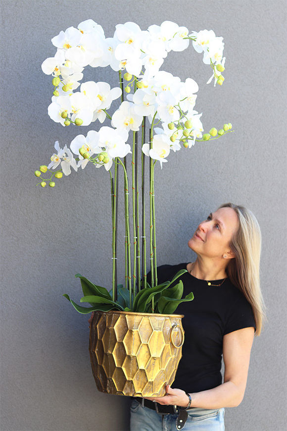 Andaluzja Fellis, storczyk w złotej donicy