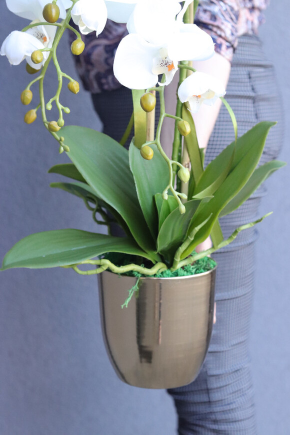 Gold Modena, storczyk w złotym naczyniu