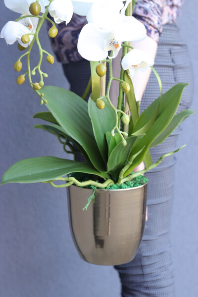 Gold Modena, storczyk w złotym naczyniu