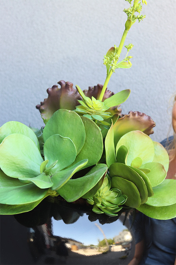 Echeweria XXL, sukulenty w donicy fiberglass