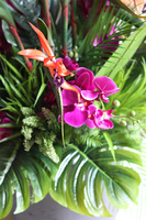 Strelicja&Orchidea Concrete, egzotyczna kompozycja