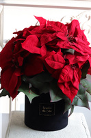 Gwiazda Betlejemska Black, flowerbox zimowy, czarny welur