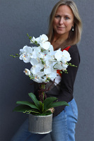 Silver Medilla, sztuczny storczyk w donicy