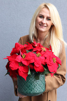 Gwiazda Betlejemska Turkus, wysokiej jakości sztuczna roślina