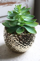 Gestree Gold, kompozycja sukulenty w złotej donicy, wys.17cm