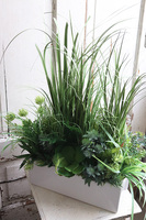 kompozycja z trawami w białej donicy, Feratiso, wys.57cm 