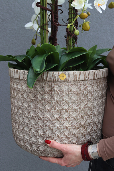 elegancki storczyk w donicy, Gefriata Boho, wys.94cm