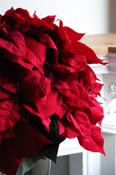 Gwiazda Betlejemska Deluxe, wysokiej jakości sztuczna roślina w coolerze