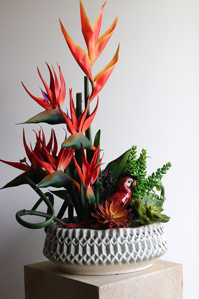 Strelicja Papuga 2, egzotyczna kompozycja w donicy