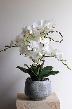 Ferelita Mineni 2, stylowy storczyk w doniczce ze wzorem, wys.50cm