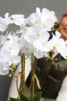 Cinderella Belida, śnieżnobiały storczyk w lustrzanej donicy