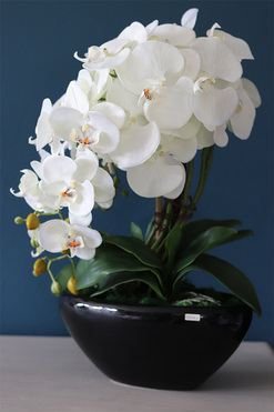 Blackino, storczyk w czarnej donicy, wys.50cm 