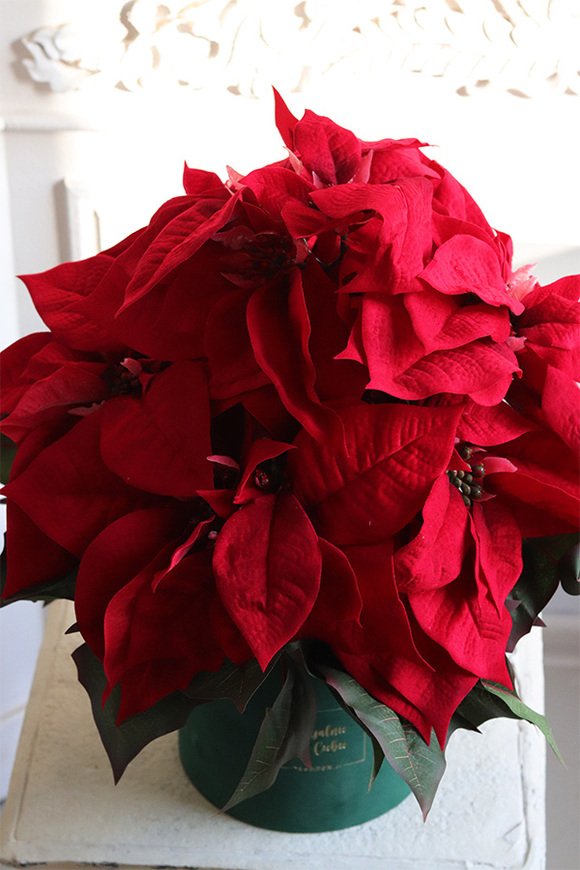 Gwiazda Betlejemska Green, flowerbox zimowy, zielony welur