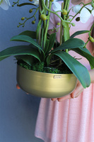 Goldi, elegancki storczyk w złotej misie, wys.52cm