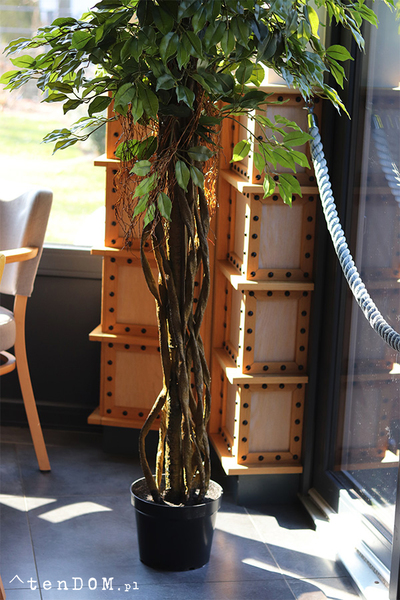 Fikus Benjamin, sztuczna roślina w doniczce