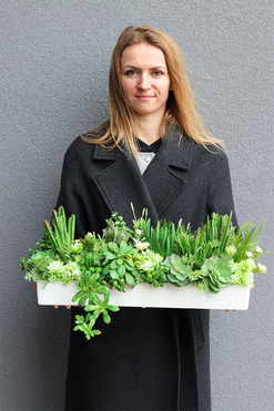 Suculentas Longia 2, kompozycja sukulenty w długiej donicy, wym.23x55cm 