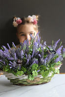 Lavendi Butterfly, lawenda w koszu z motylami