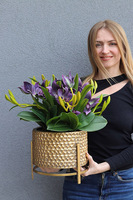 Goldenario Harlow 2, gumowy storczyk w złotej donicy