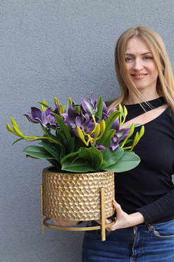 Goldenario Harlow 2, gumowy storczyk w złotej donicy, wys.48cm