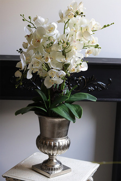 Silver Teranea, elegancki storczyk w pucharze, wys.78cm