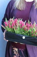 Wrzosy Cipriano Amarant, kompozycja kwiatowa w czarnej donicy