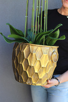 Andaluzja Fellis, storczyk w złotej donicy