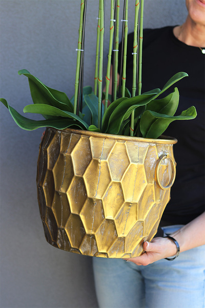 Andaluzja Fellis, storczyk w złotej donicy