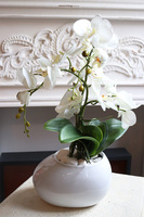 Manferdo Medua, storczyk w asymetrycznej donicy