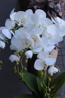 Gold Modena, storczyk w złotym naczyniu