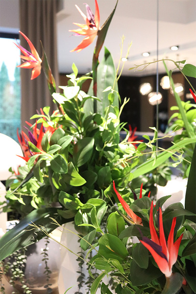 Strelicja Moko Big, egzotyczny bukiet do wazonu