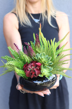 Green Design A, kompozycja sukulenty w czarnej donicy, wym.25x26cm