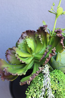 Echeweria XXL, sukulenty w donicy fiberglass