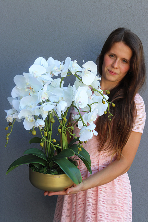 Goldi, elegancki storczyk w złotej misie, wys.52cm