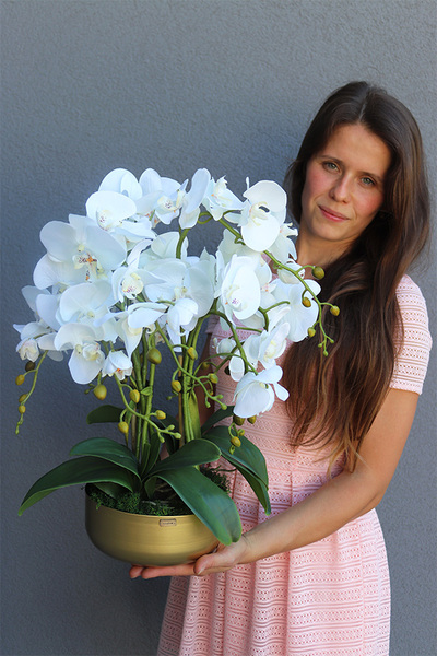 Goldi, elegancki storczyk w złotej misie, wys.52cm