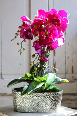 Linda Fuksja, storczyk w srebrnej ceramicznej donicy, wys.58cm