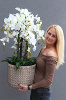 elegancki storczyk w donicy, Gefriata Boho, wys.94cm