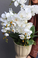 Kalestra, elegancki storczyk w kremowej donicy