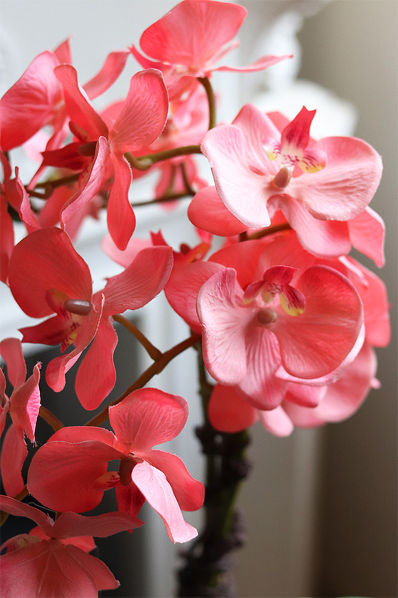 Heffrana Silver, koralowy storczyk sztuczny