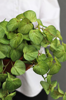 Pilea Helite, sztuczna roślina w doniczce pieniążek