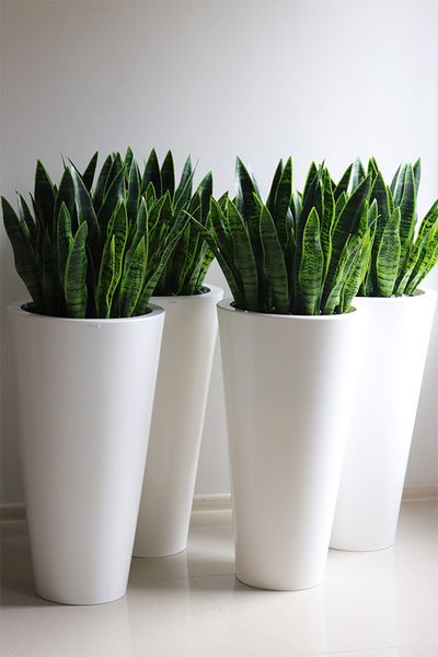 Sansewieria Della 2, roślina sztuczna w donicy