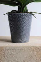 Fuksja Grimana, gumowy storczyk w naczyniu