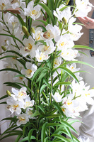 Ambasador Fiberglass Cymbydium, efektowny storczyk w czarnej donicy