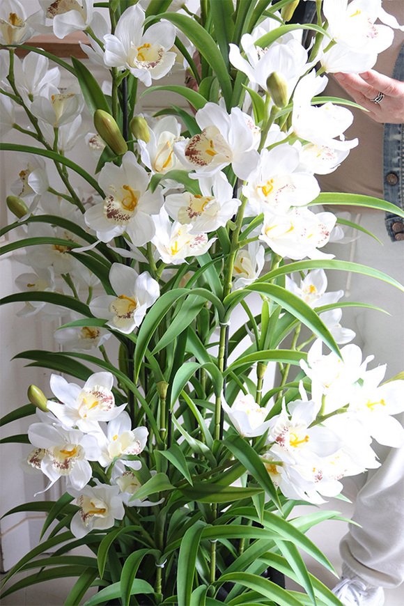 Ambasador Fiberglass Cymbydium, efektowny storczyk w czarnej donicy