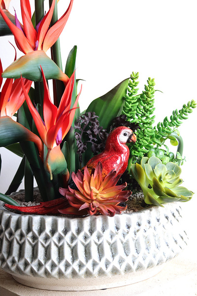 Strelicja Papuga 2, egzotyczna kompozycja w donicy